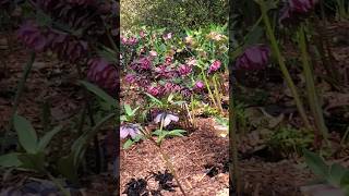 Beautiful Lenten Roses And Yoshino Cherries.