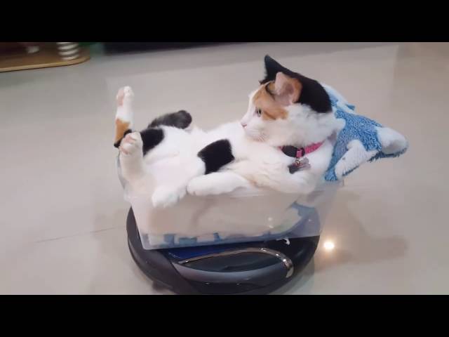 Just a cat riding a roomba in style -