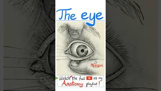Extraocular Muscles Eoms - Anatomy Of The Eye Part 6...