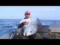 Bing Fish - Wah Ikan Besar Berhasil Ditangkap Tim Palangpang ...