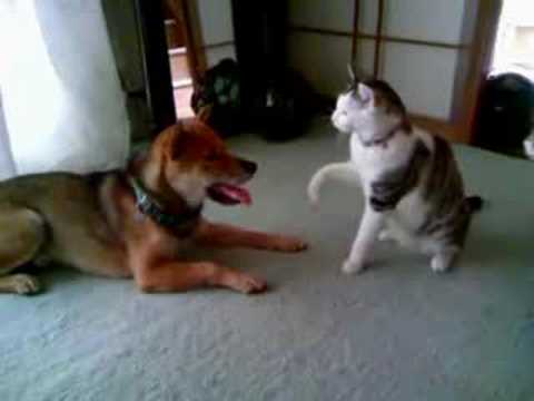 【衝撃】猫による猫釣り動画(！！？)のキャプチャ