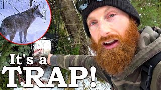 Catching Coyote Alive Huge Challenge To Save Baby Goats