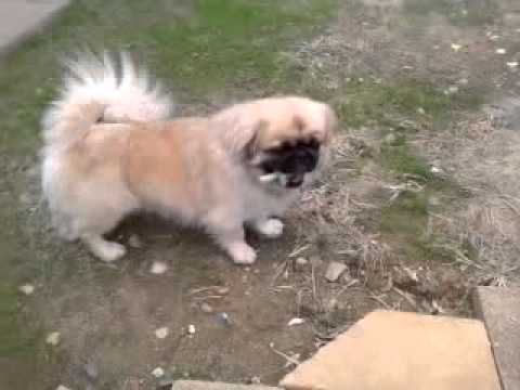pekingese pug puppies not a free pekingese pug pugingese pepito pekingese pug puppies not a free pekingese pug pugingese pepito