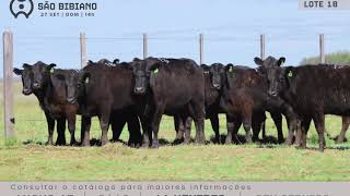 LOTE 18 - FÊMEAS ANGUS AD - LEILÃO VIRTUAL SÃO BIBIANO 2020
