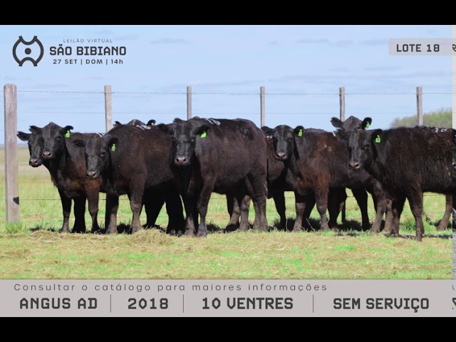 FÊMEAS ANGUS - LEILÃO VIRTUAL SÃO BIBIANO 2020
