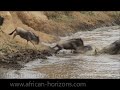 Wildebeests