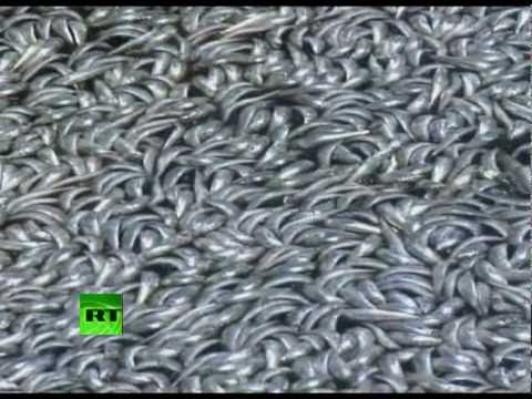 California Kill: Million floating dead fish fill marina