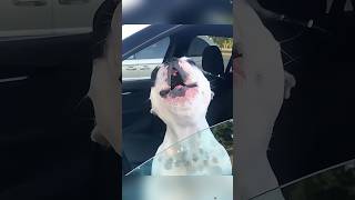 Funny Screaming French Dog