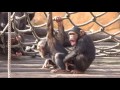 Gay Monkeys Zoo Lisboa