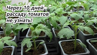 Рассада Томатов Станет Крепкой, Коренастой И Тёмно-Зелёной.