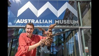 Archie The Archaeopteryx - Dinosaurs In The Sky