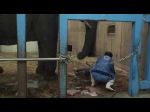 elephant  birth   tobe zoo  ehime　アフリカゾウの出産