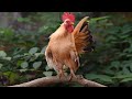 Desi murga poultry 4k HD 1080