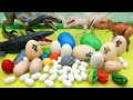 Dinosaur Egg Collection! - Jurassic World Egg, Mini Dino Egg, Transformer Egg