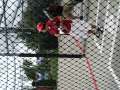 Ireland Joey Batting Like The American Major League Baseball Pl Video
