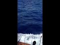 350lb Blue Marlin Jumps into cockpit of Marlin Darlin