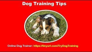 Professional Dog Training Tips For Dog Owners