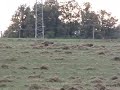Divočáci na řepkovém strništi