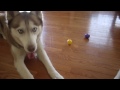 Easter Bunny Visits Mishka the Talking Husky!