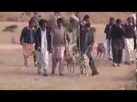 Khargosh Ka Shikar Parhal 2013-2014 Part 2