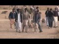 Khargosh Ka Shikar Parhal 2013-2014 Part 2