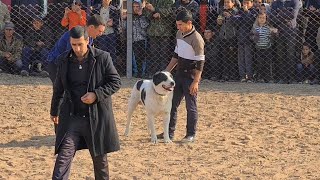 Turkmen Alabai Dog Show One Of The Tournament Participants