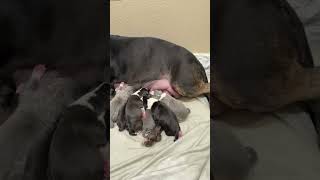 My Pitbull Gave Birth To 9 Puppies