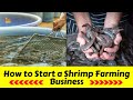How to Start a Shrimp Farming Business || Profitable Farming Business Ideas