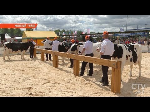 На «Белагро-2018» выбрали лучшую корову страны. Как это было На «Белагро-2018» выбрали лучшую корову страны. Как это было