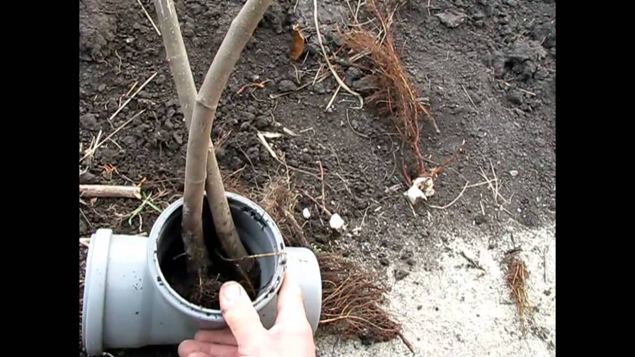 Как правильно сажать инжир осенью 100