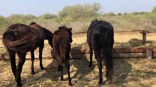 RANCHOLAROSA. POTRANCA NEGRA 2018 DE MATTDILLON DUNITNICE#CUARTODEMILLA