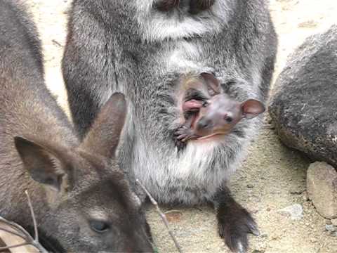A New Baby of Wallaby in 姫路セントラルパーク
