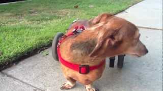 Zuzka Light - Happy dog in a wheelchair - Happy 4th of July!