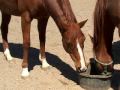 Choke Horse Treatment | RM. Choke Horse Treatment | RM.