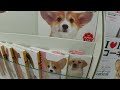 (HD) Goro in Book / ????????Vol.25 20100812 Goro@Welsh corgi