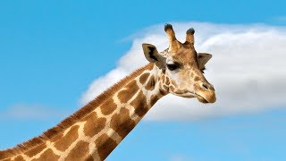 Zürafalar Hakkında 10 İLGİNÇ Bilgi, MEĞERSEM DİLİ HER DERDE DEVAMIŞ