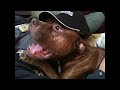 WATCH THIS! Texas Red Nose Pitbull vicious??...?