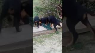 Jagd Terrier
