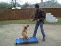 Flower Mound dog training | Redeeming Dogs | Hank - Black mouth yellow cur offleash