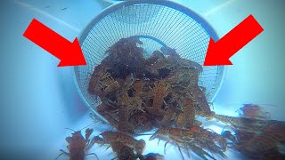 Fishing With Crawfish - Tips and Techniques 