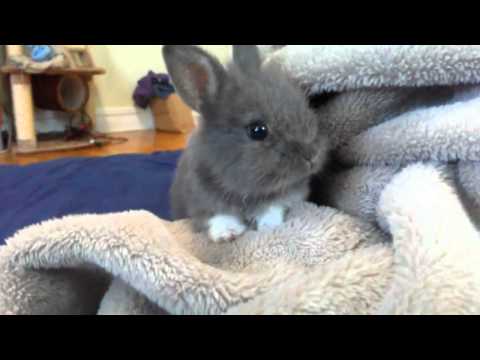 Baby Bunny Rabbit (RESCUED) So Adorable! Exploring our bedroom..