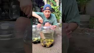 Berburu Ikan Gurame