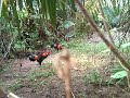 Ayam Hutan images Ayam Hutan