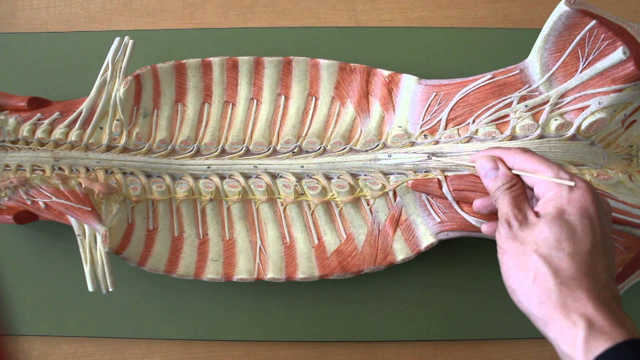 NERVOUS SYSTEM ANATOMY: Gross anatomy of spinal cord - YouTube