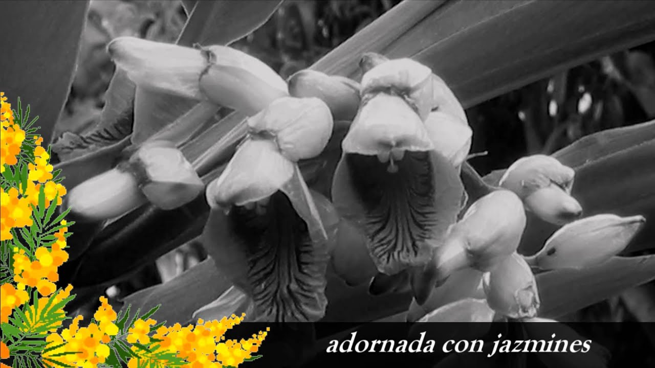 la flor de la canela