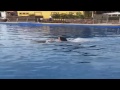 VIDEO: Kim Kardashian swimming with dolphins in Mexico (Honeymoon)
