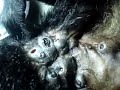 World's Deadliest - Monkey Killers