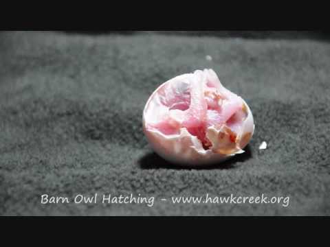 Barn owls Facts, information, pictures | Encyclopedia.com articles