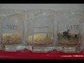 Masaru Emoto Rice Experiment part 2