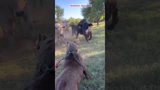 Pitbull Meet Black Angus Bull Manmade Kennels